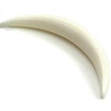 Bone Septum Tusk